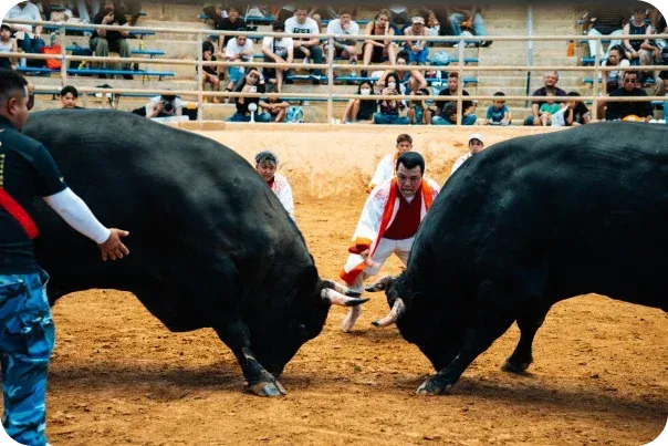 bull fight