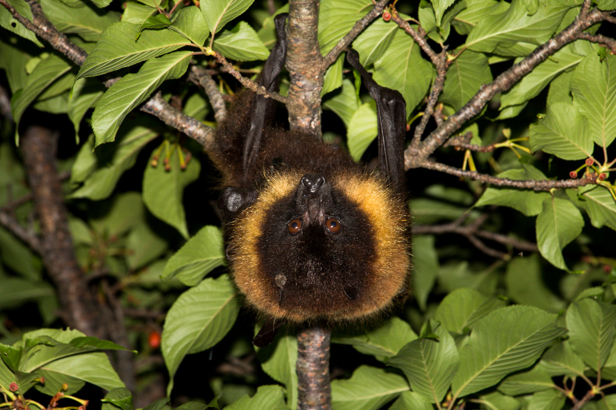 Ryukyu flying fox