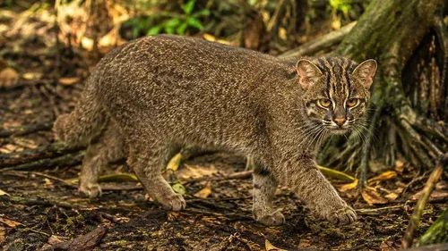 Iriomote Cat