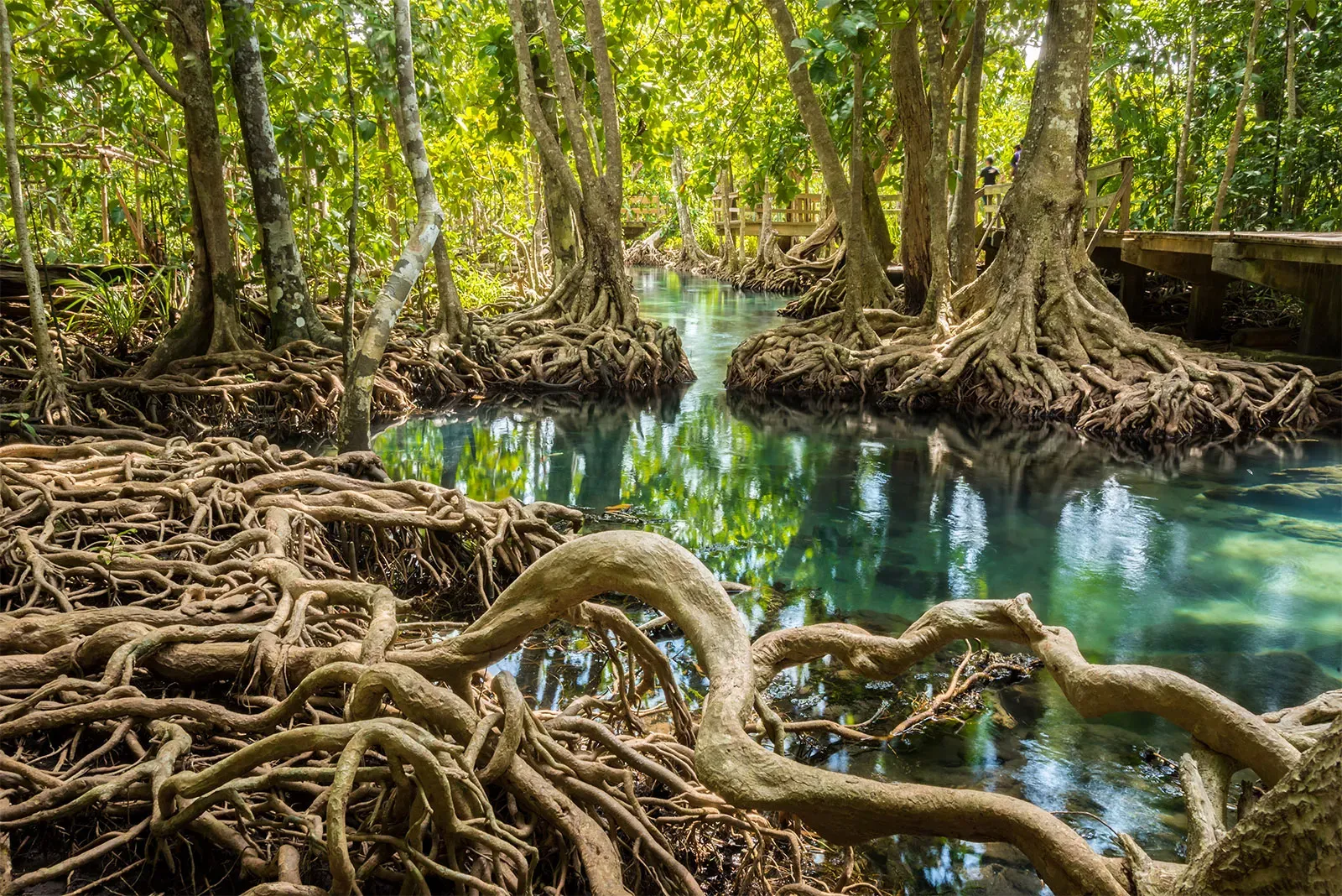 mangrove