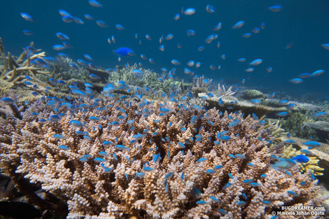 bleached coral
