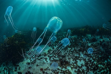 box jellyfish