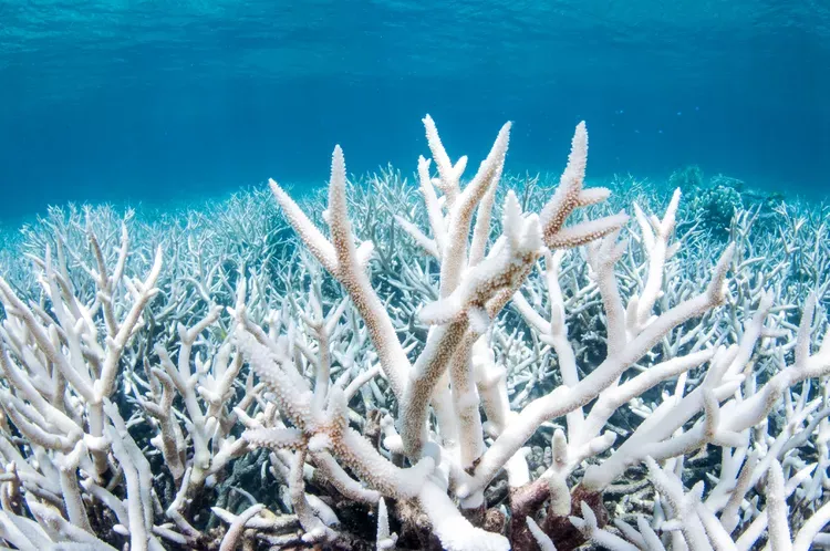 white bleached coral
