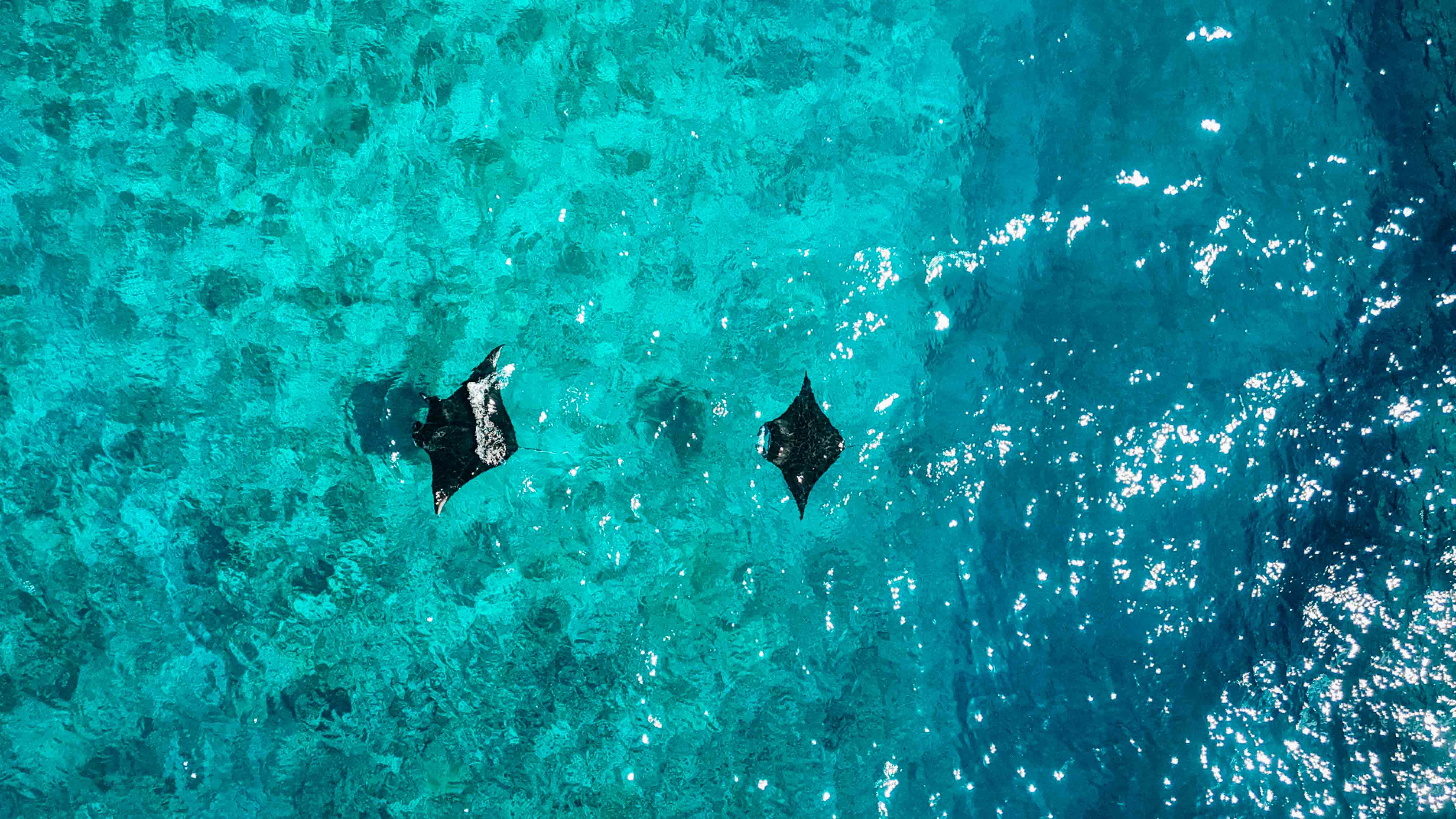 manta in zamami okinawa tour