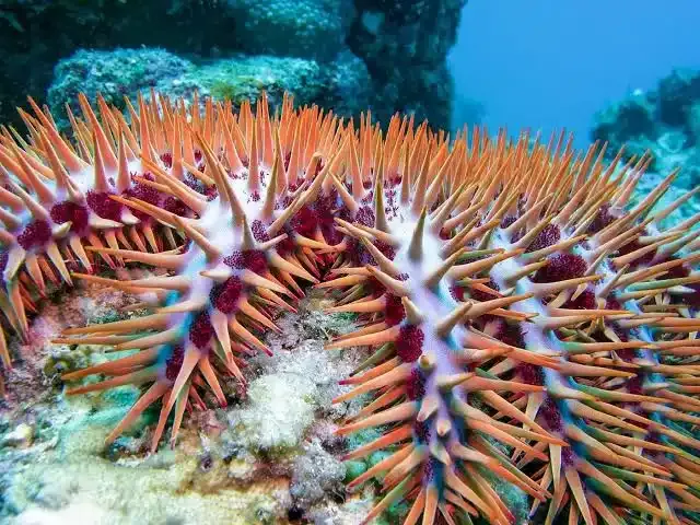 Crown-of-thorns starfish