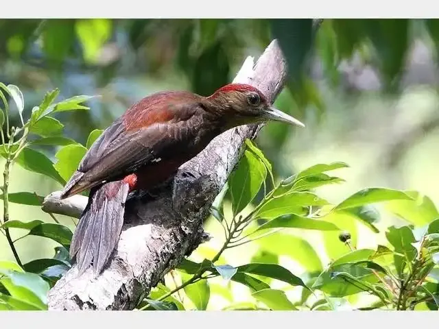 Noguchi's woodpecker