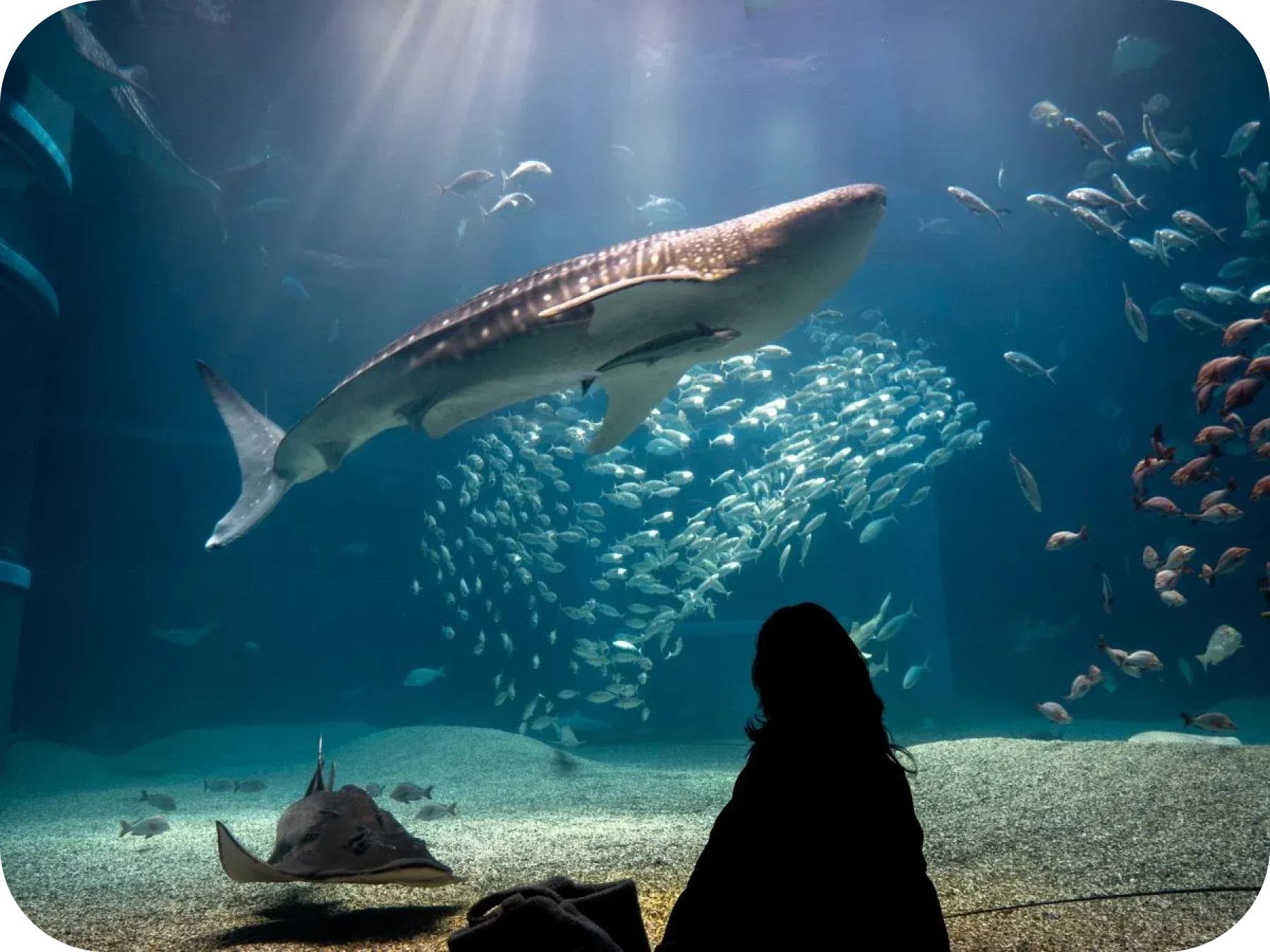 Aquarium