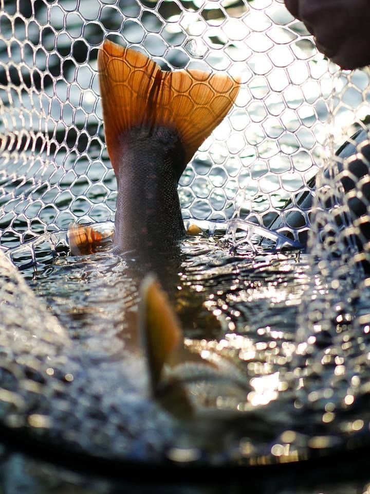 caugh fish