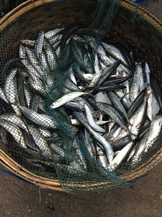 Fishes