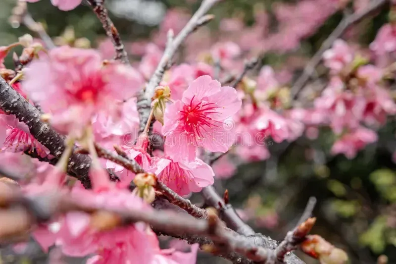 cherry blossom 4