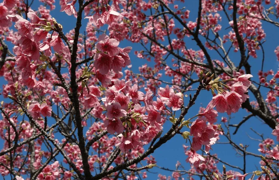 cherry blossom 6