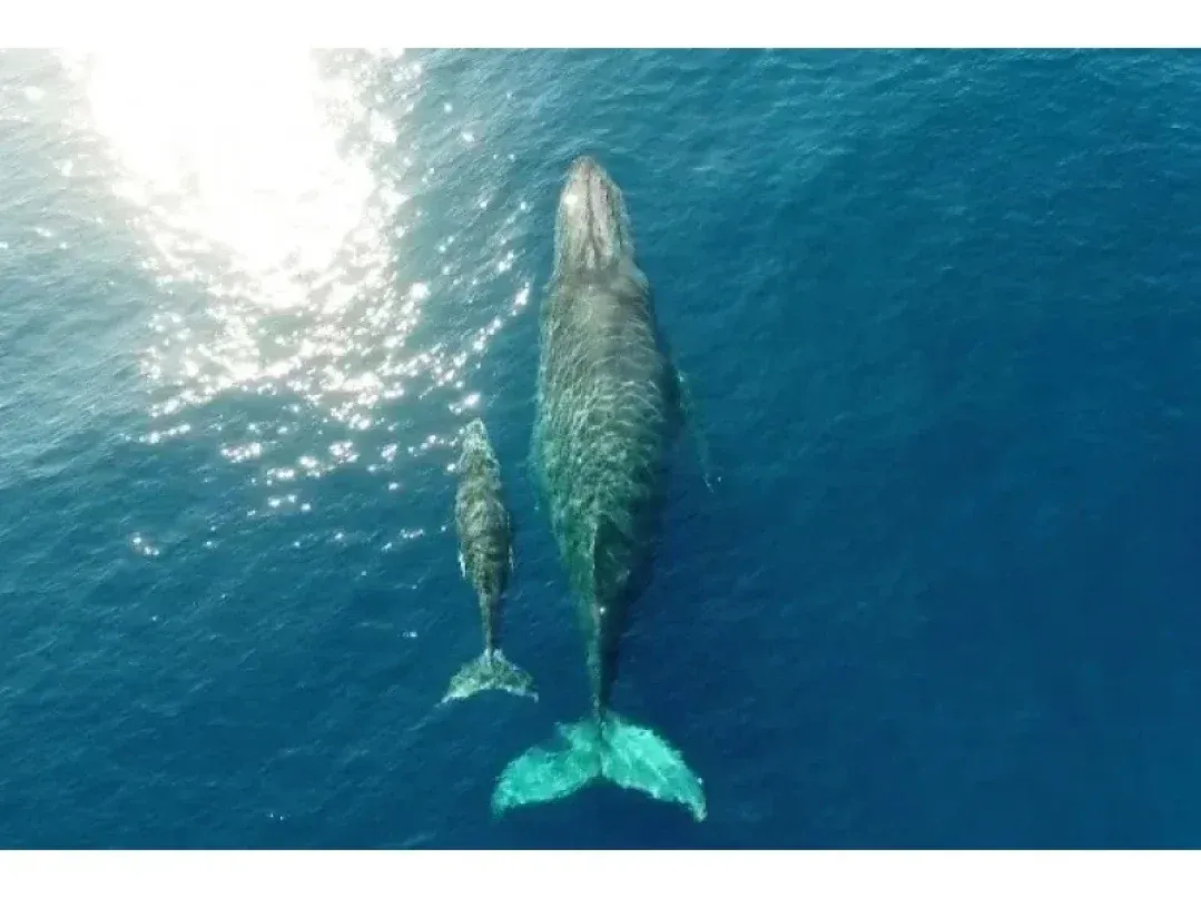 whale and child