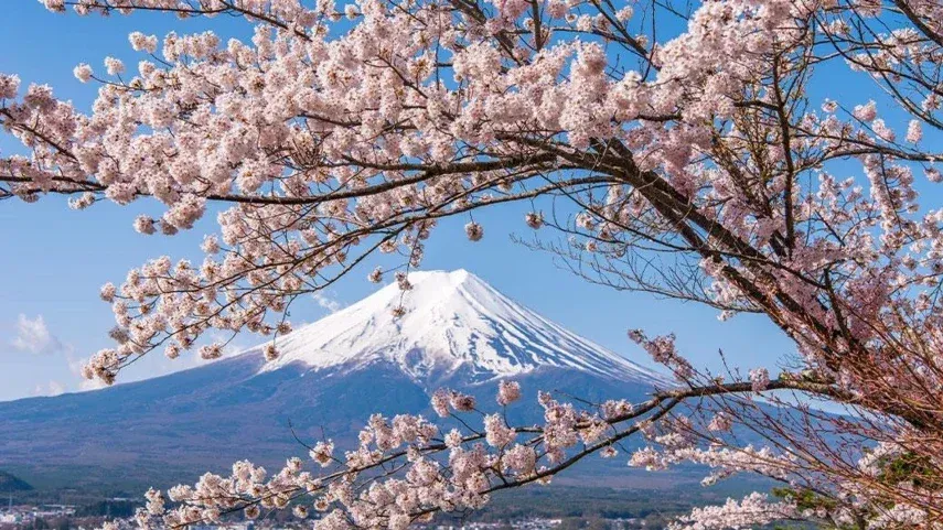 mont fuji cherry blosom