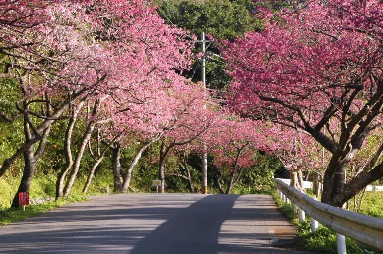 cherry blossom 6