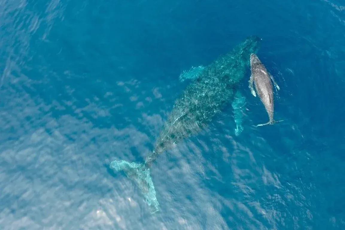 whale and child 2