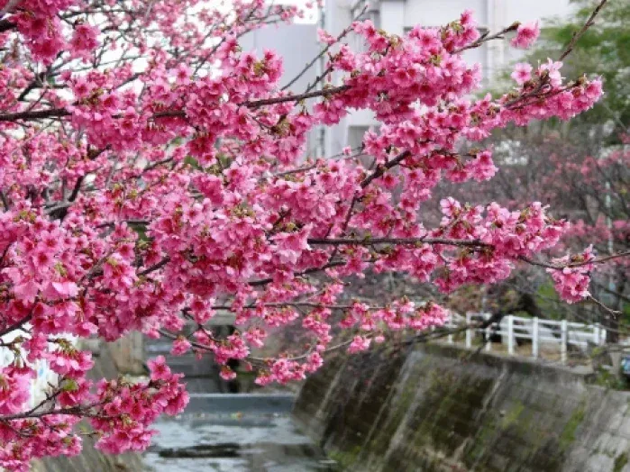 cherry blossom 7