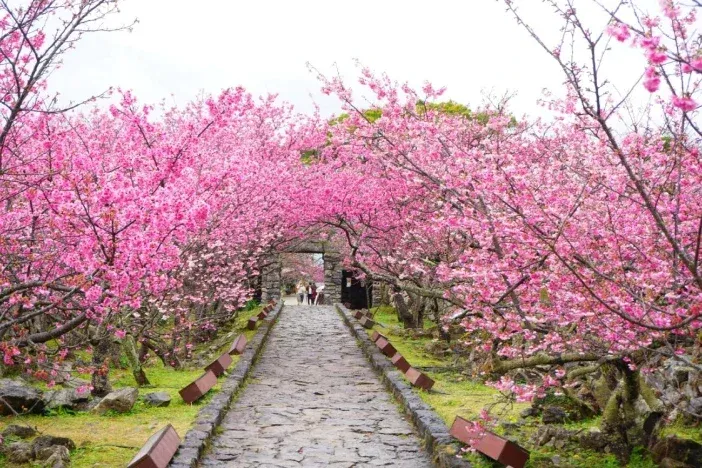 cherry blossom 2