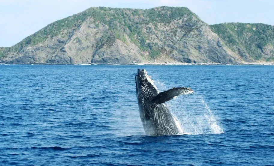 Whale