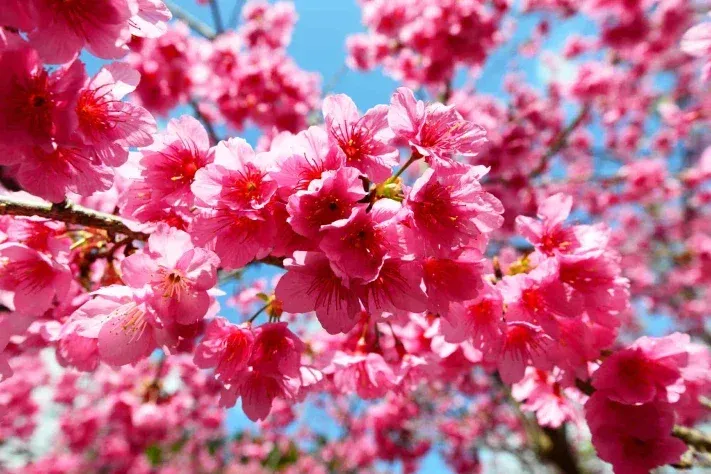 cherry blossom flowers