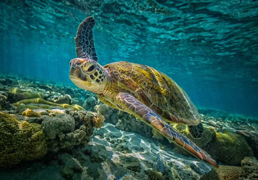 turtle