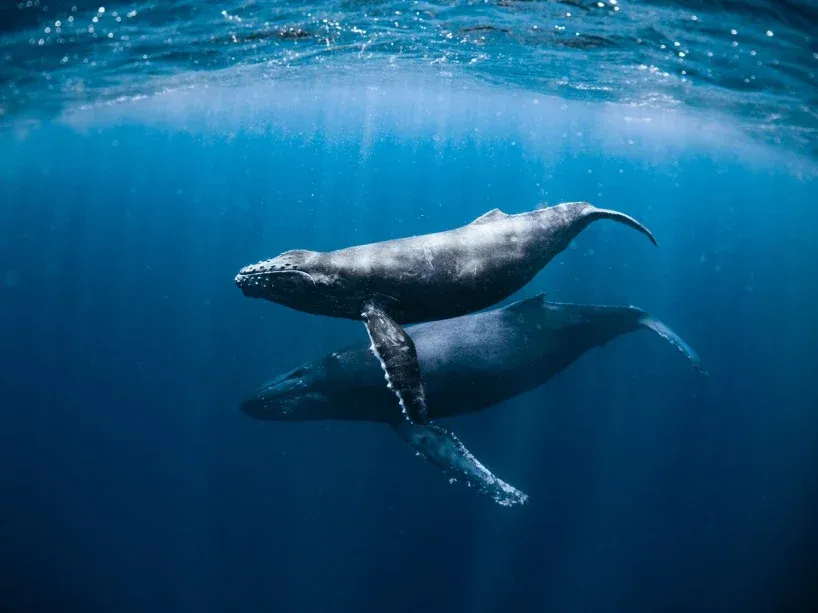 whale 2