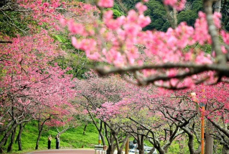 cherry blossom 3