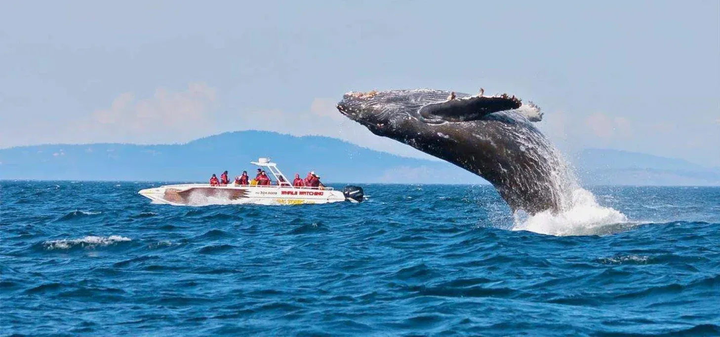whale 4