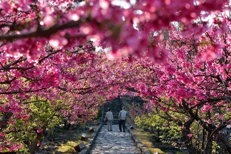 cherry blossom 5