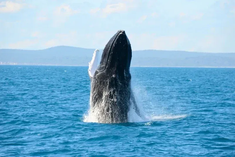 whale 3