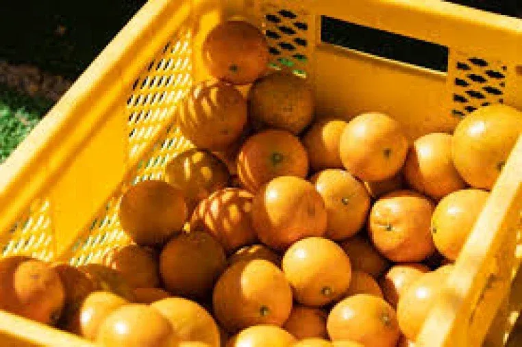 oranges