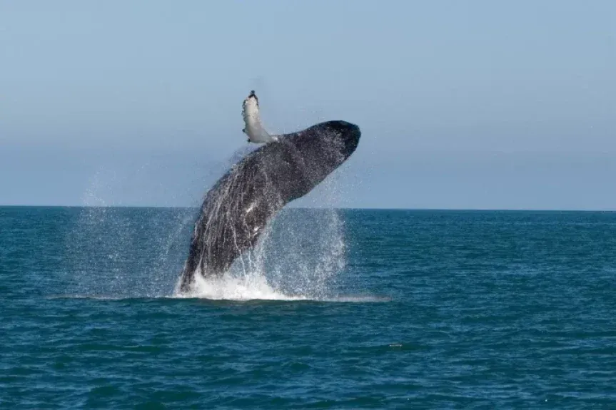 whale 5