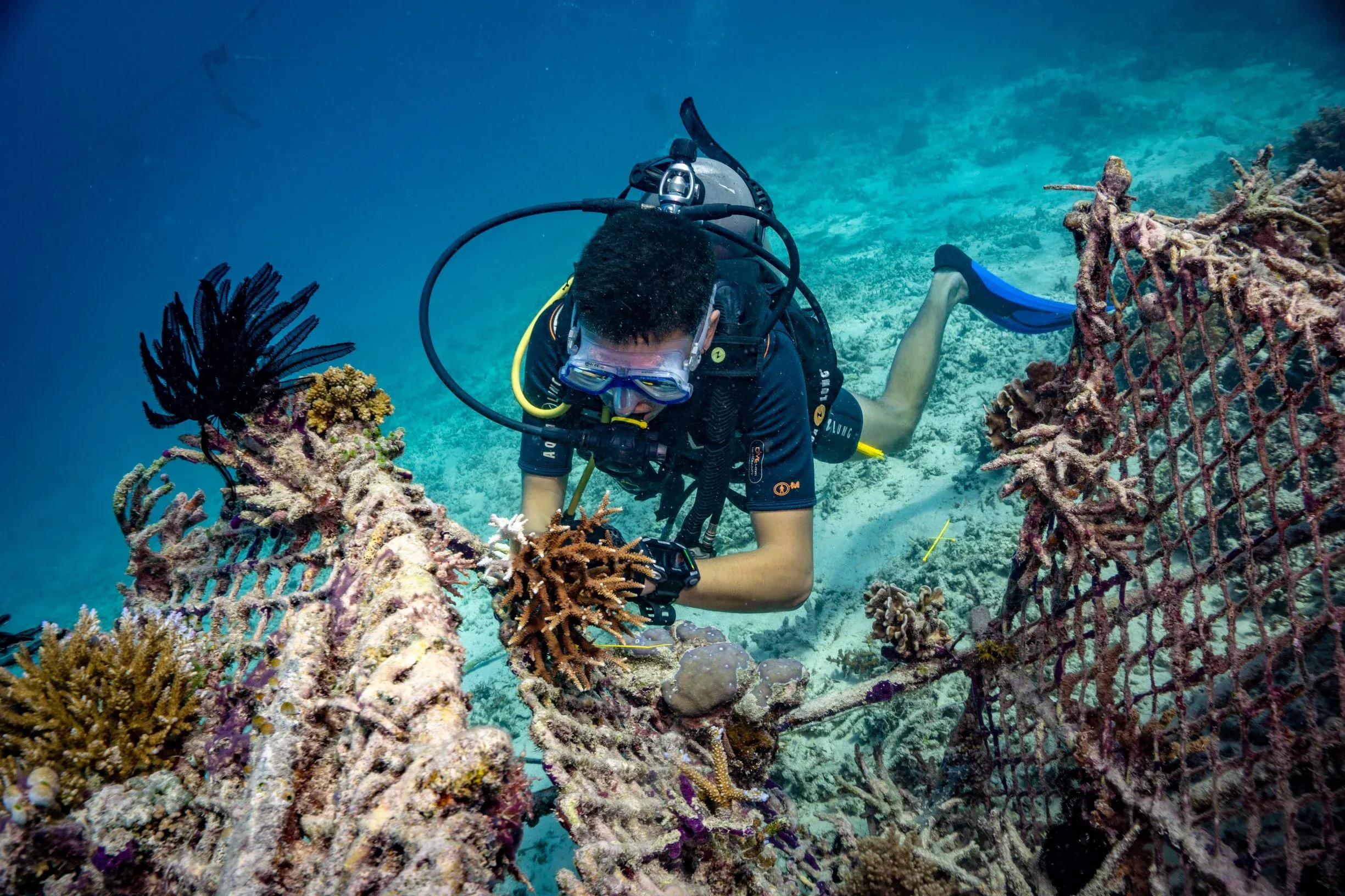 reef restoration