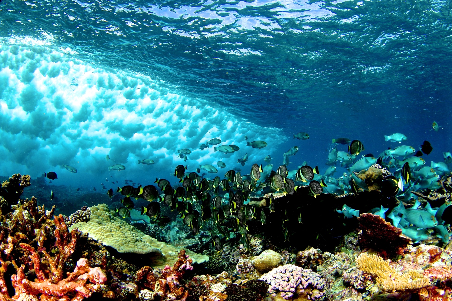 reef